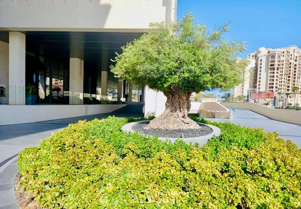 Landscape installation at St Regis Palm Jumeirah Dubai image 8