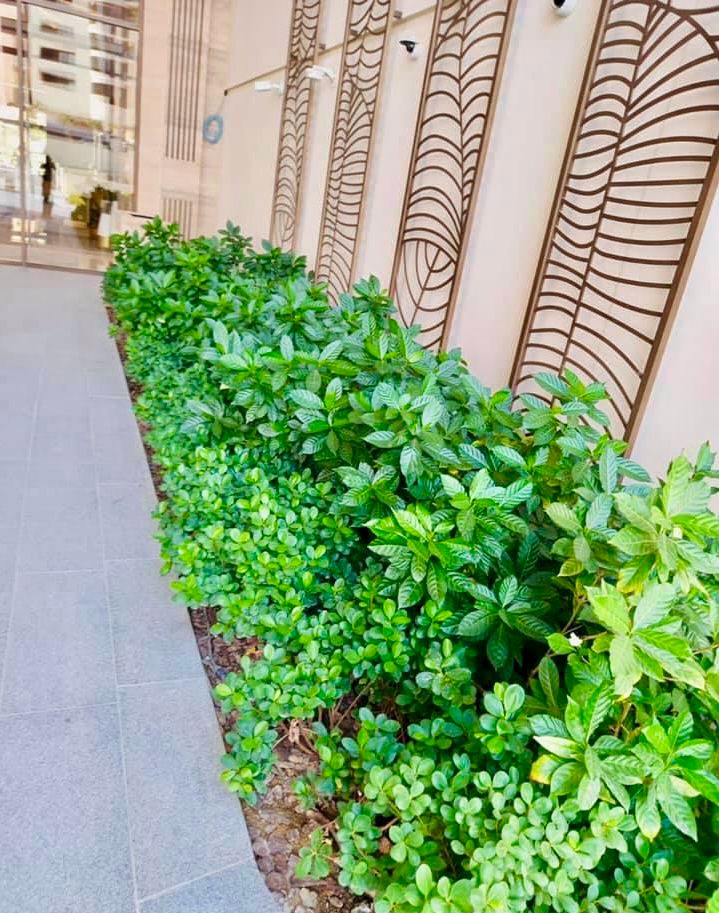 Landscape installation at St Regis Palm Jumeirah Dubai image 7