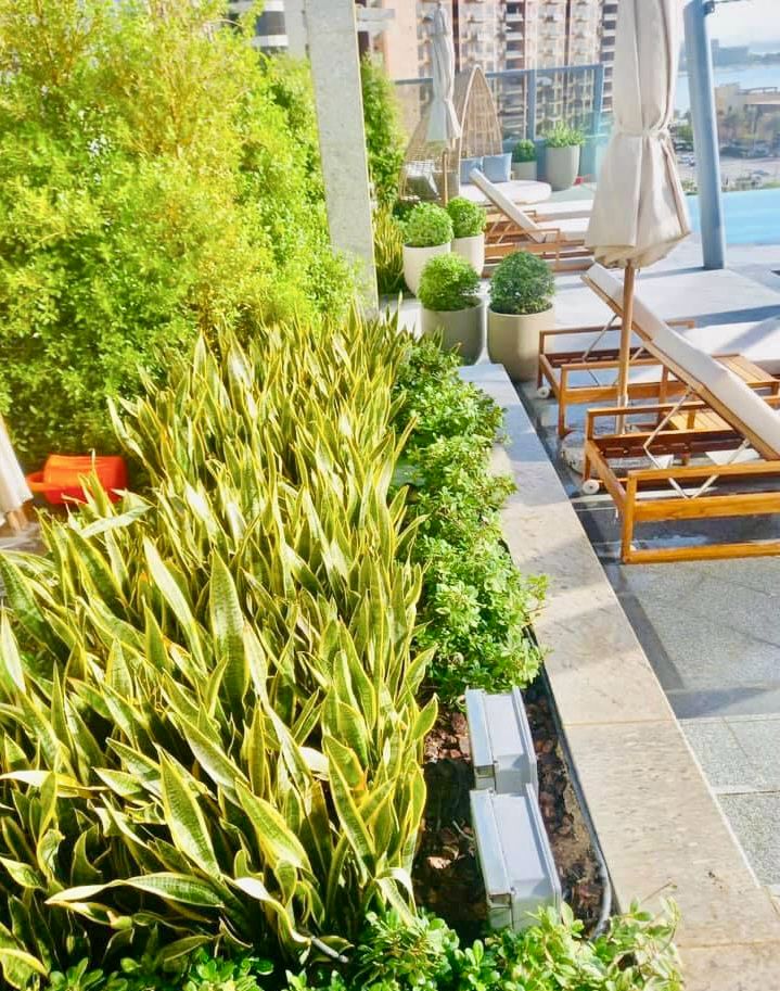 Landscape installation at St Regis Palm Jumeirah Dubai image 5