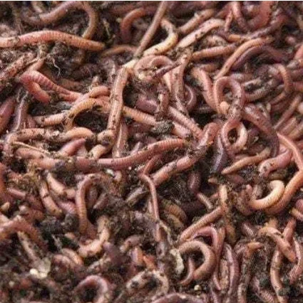  Eisenia Fetida Earthworms For Vermicomposting - Powder Form, Red & Black, Loose Packaging | Soil Aeration, Nutrient Cycling, Compost Creation - image 3