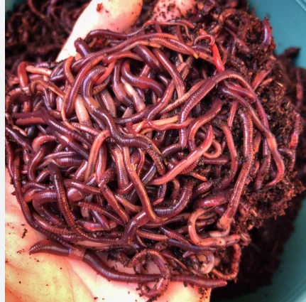  Eisenia Fetida Earthworms For Vermicomposting - Powder Form, Red & Black, Loose Packaging | Soil Aeration, Nutrient Cycling, Compost Creation - image 2