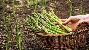 Espárragos