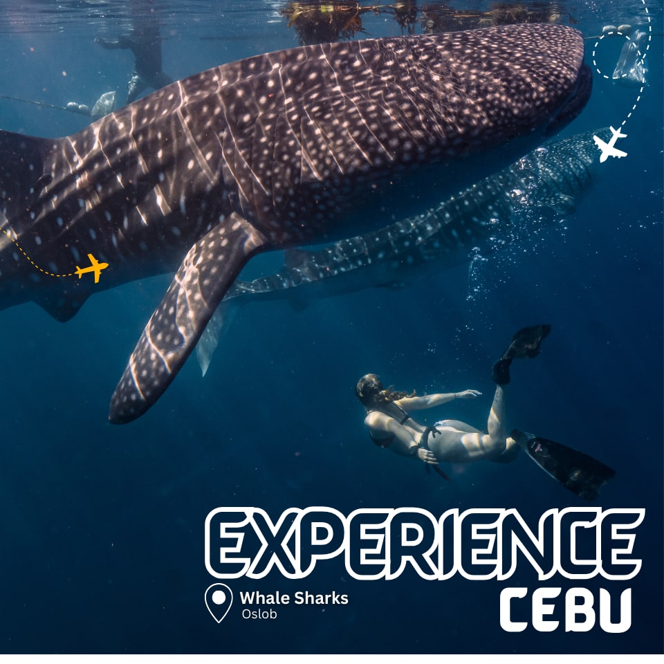 experience whale watching tours in cebu philippines