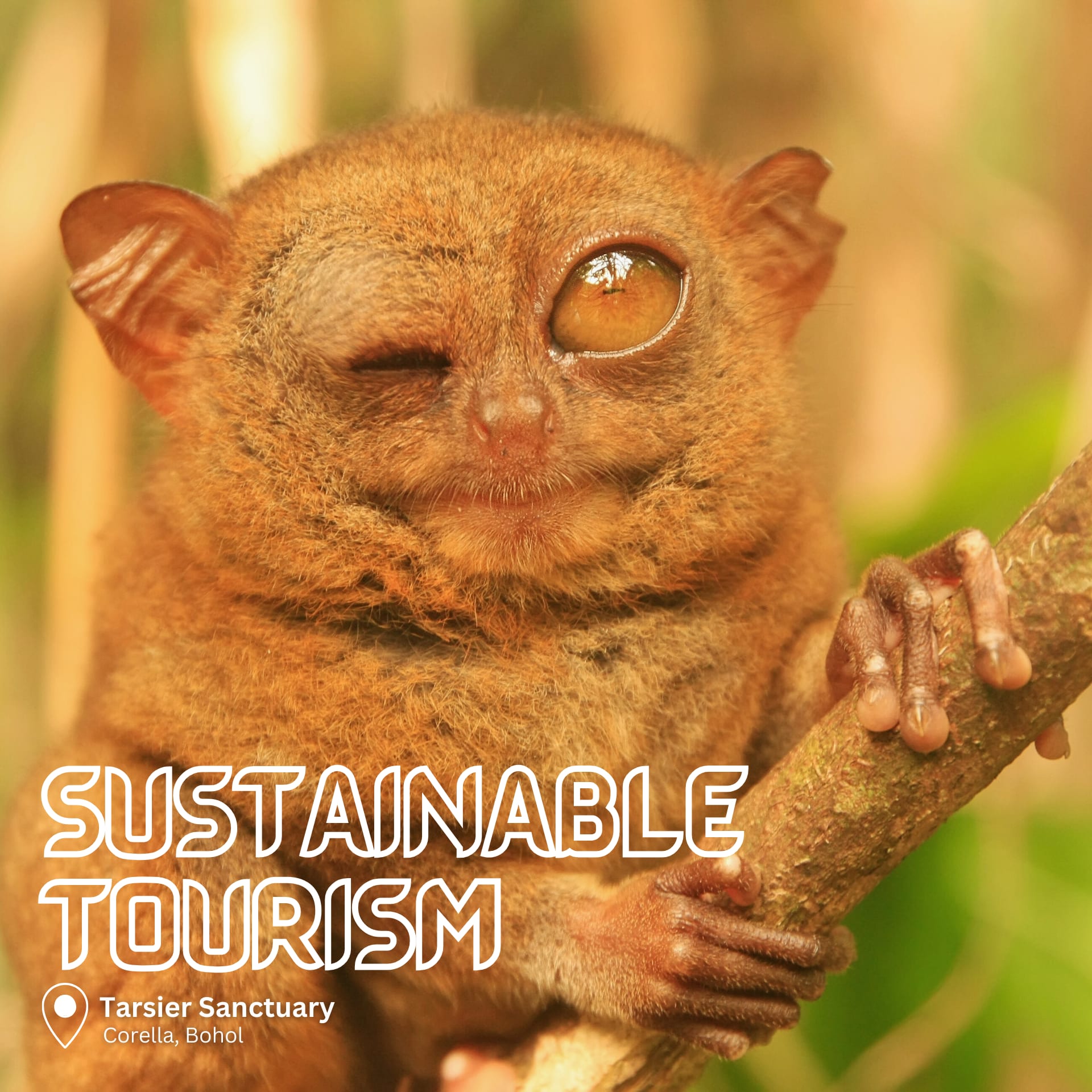 Philippine tarsier, the world's smallest primate