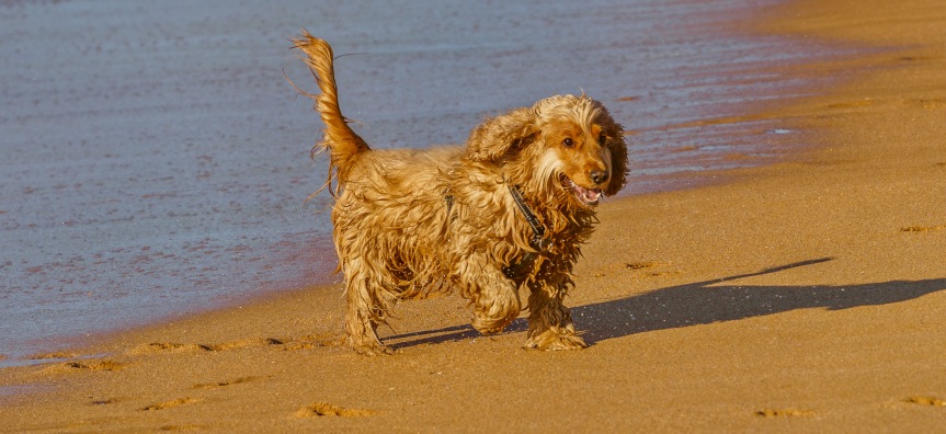 Mona Vale Beach south dog off-leash trial extended until October 2027