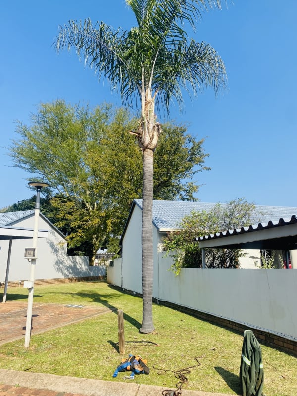 Palm tree trimming