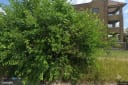 1464 WEBB