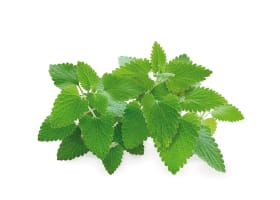 Click and Grow Smart Garden Refill 3-pack - Kattmynta