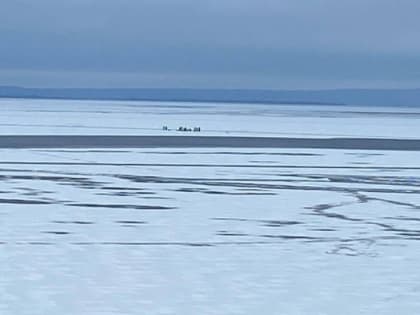 На Волге под Саратовом с отколовшейся льдины спасли 13 рыбаков