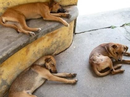 В Саратове бездомные собаки напали на школьника и разорвали его портфель