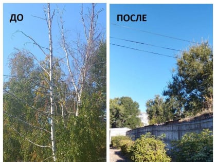 Решение проблемы с деревьями в Степном
