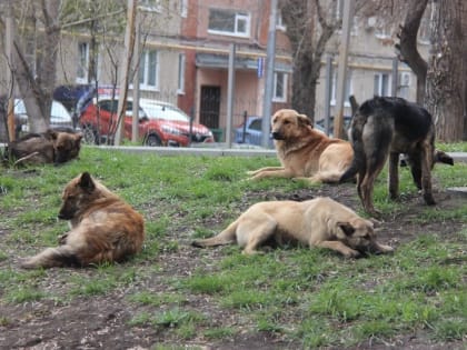 В Саратове бродячие собаки покусали еще двух детей. Родители просят о помощи