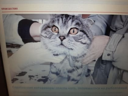 В Марксе ветеринары сняли кота с рыболовного крючка