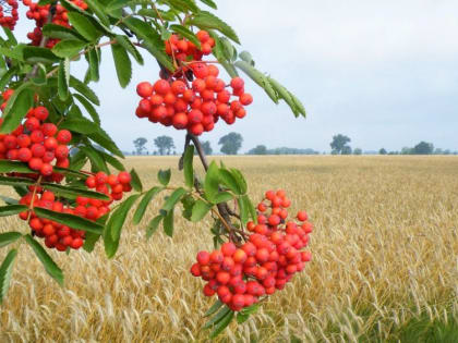 Прогноз чрезвычайных ситуаций в Саратовской области на август 2024 года