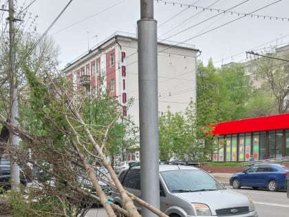 На территории города продолжается высадка зеленых насаждений