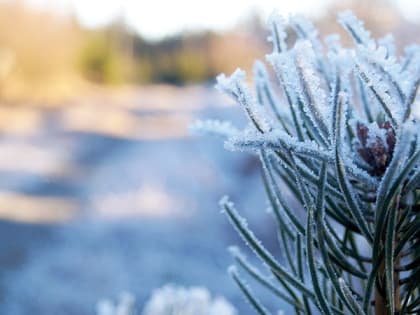 В Саратове прогнозируется солнечный день с изморозью