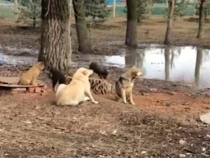 Жители поселка Карла Маркса под Энгельсом жалуются на стаи бездомных собак