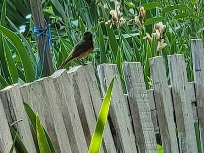 В Саратове снова дождь