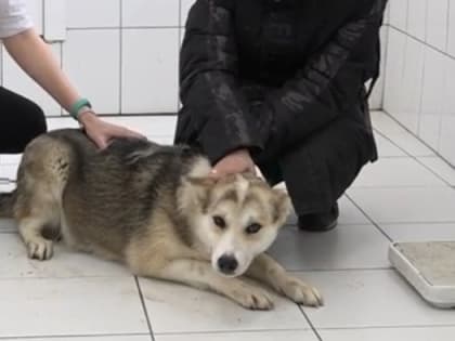 Кинолог Голубев рассказал, чем собака может заразить человека