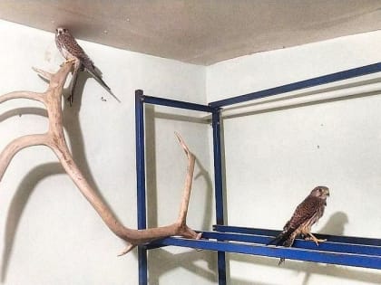 В Саратове собирают деньги на перепелок и лекарства для хищников