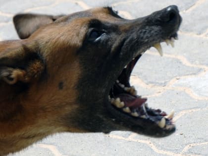 В Балакове бродячие собаки покусали девочку и пенсионерку