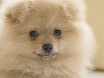 Саратовский подросток обманул женщину при продаже щенка шпица