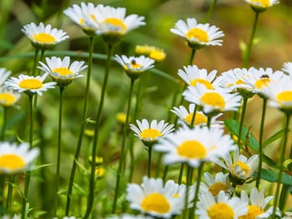 В Саратовской области установится теплая погода с температурой до +25 градусов