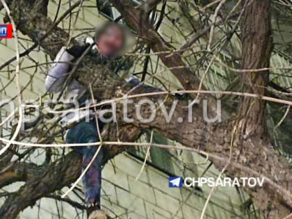 Спасатели сняли с дерева пьяную женщину, которая застряла на дереве