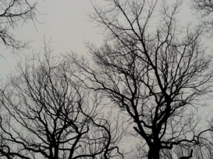 Саратовский тысячелетний дуб «Василич» стал памятником природы