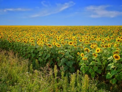 Миллион гектаров подсолнечника посеяли аграрии Саратовской области