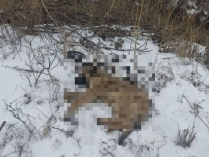 В Саратове около гимназии нашли труп щенка с удавкой на шее