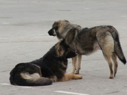 Чиновникам пришлось заплатить за нападение бездомных собак на детей, один из которых является инвалидом