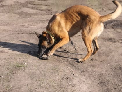 В Ленинском районе бездомная собака покусала девочку