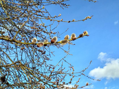 Вербное Воскресенье порадует краснокутцев теплым днём