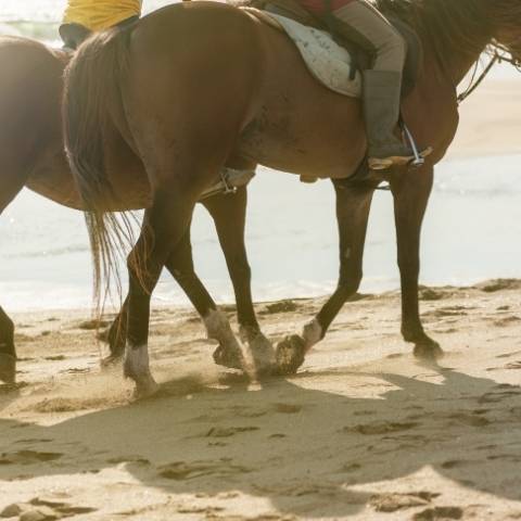 Horse Back Riding Costa Rica