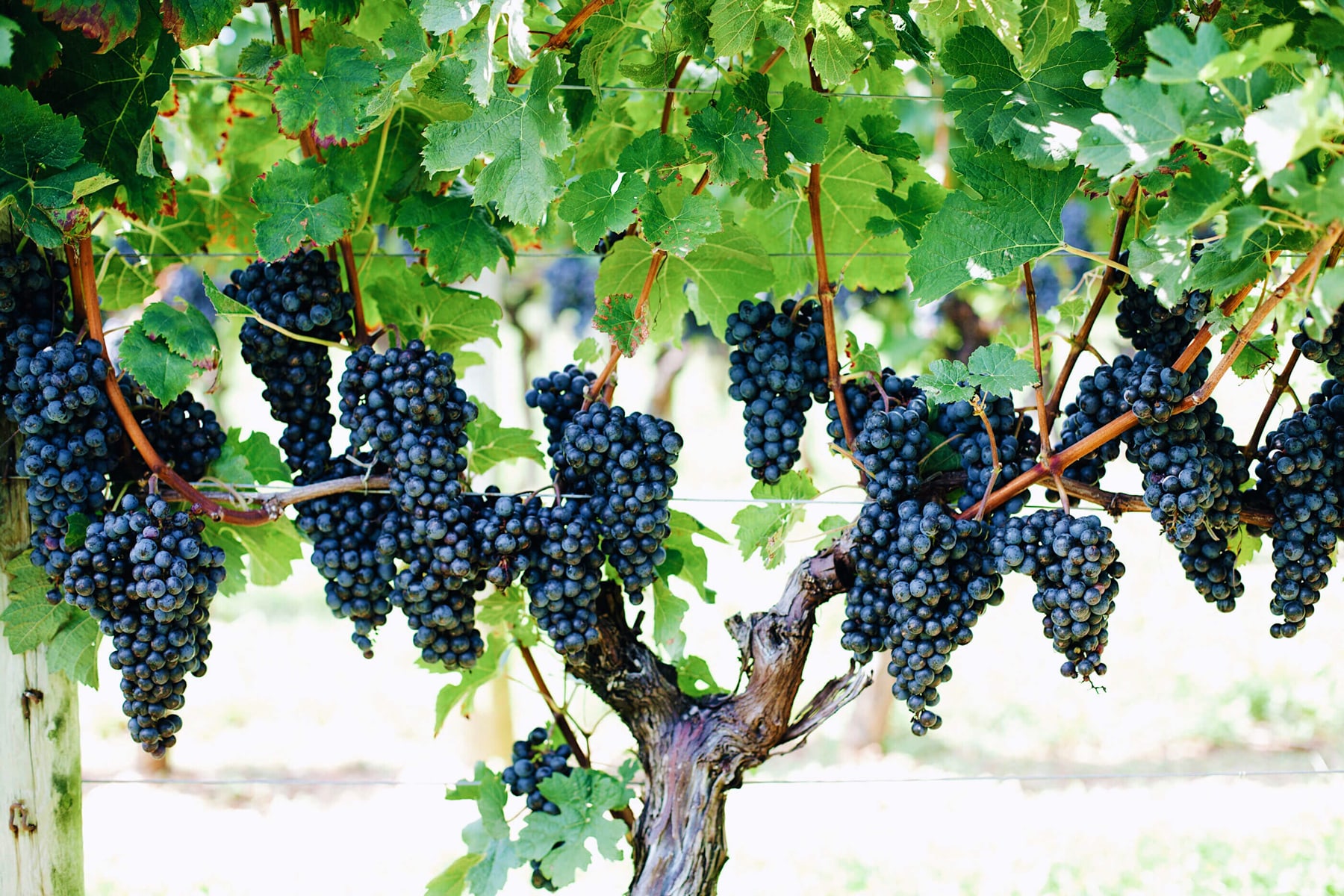Waltz Vineyards