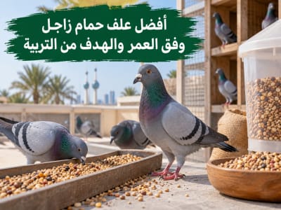 أفضل علف حمام زاجل - أعلاف السلطان