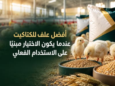=أفضل علف للكتاكيت - أعلاف السلطان الكويت