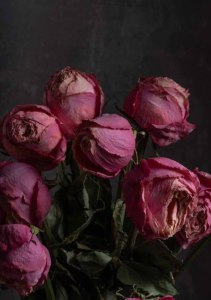 der rosenkavalier. 100 jahre filmmusik - 25.06.2026 19:00 at Stadtkino Hallein, Kuffergasse 2, 5400 Hallein, Österreich