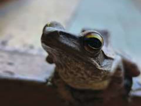 Chinchilla Hostel — social hostel in Koh Phangan, Thailand