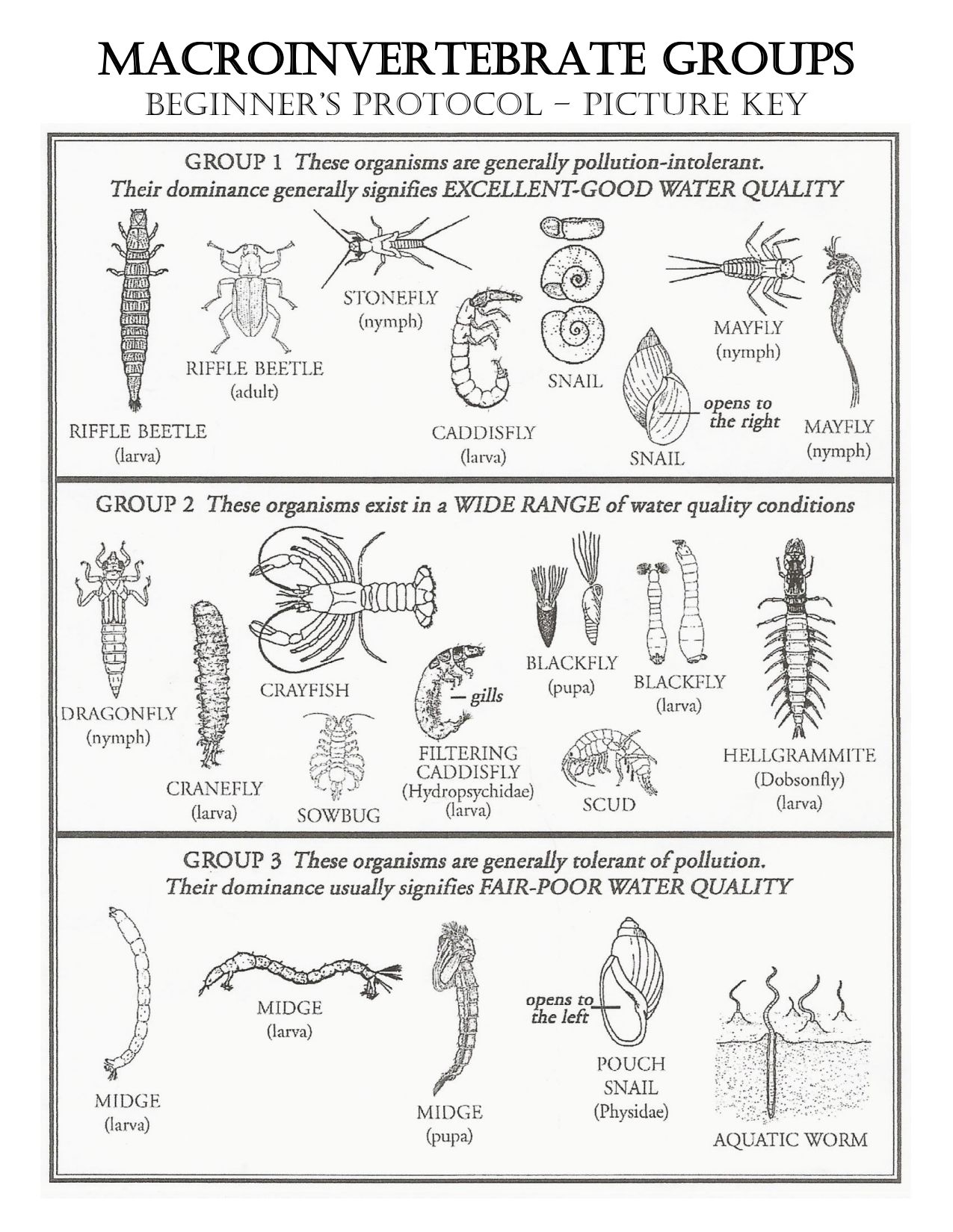 Macroinvertebrate Identification Chart