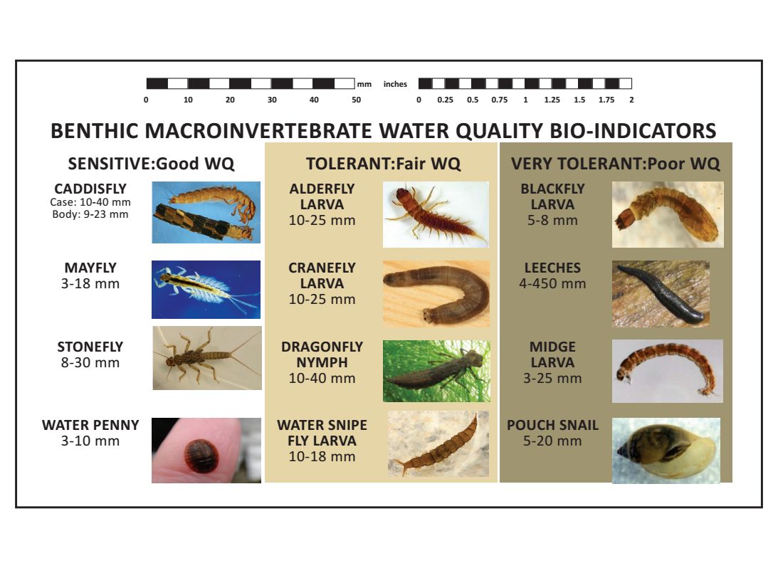 Macroinvertebrates And Water Quality Chart