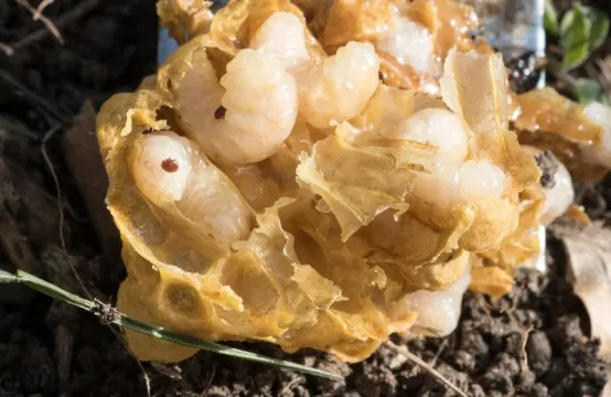 Honey bee and male brood showing Varroa mites