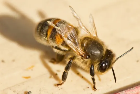 The deformed wing virus inhibits flight in bees | Credit: klaas de gelder