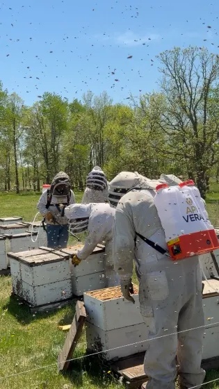 Beekeepers working live hives in an apiary