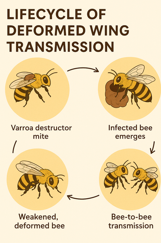 Deformed Wing Viruses are transmitted to bees by parasitic Varroa mites and can cause wing abnormalities and affect neurological functions