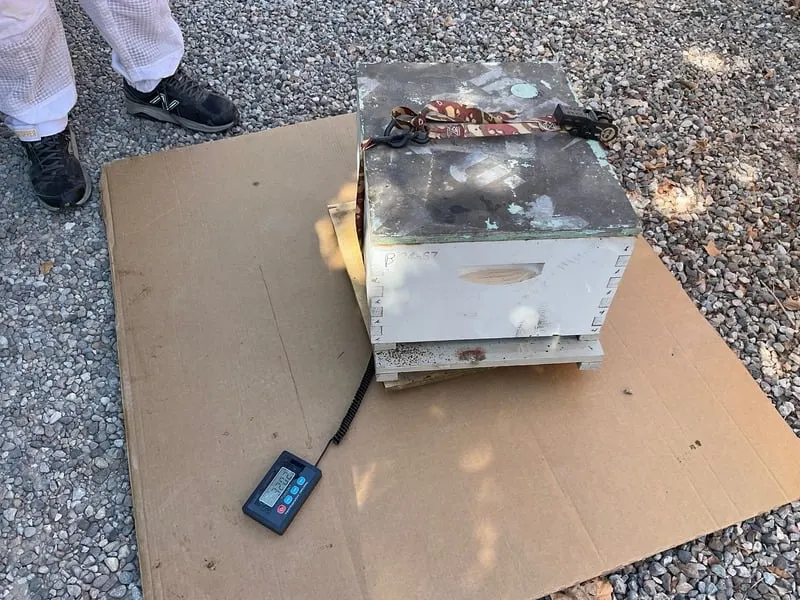 Weighing Hive B on September 13, 2024 - No queen present (32.02 kg)