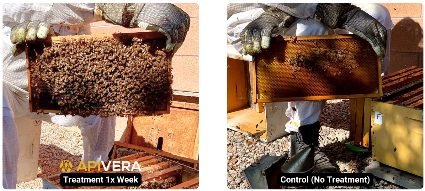 Comparison of treated and untreated hives showing the impact of ApiVera treatment.