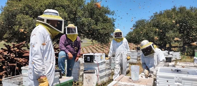 California beekeepers demoing ApiVera solutions in the field