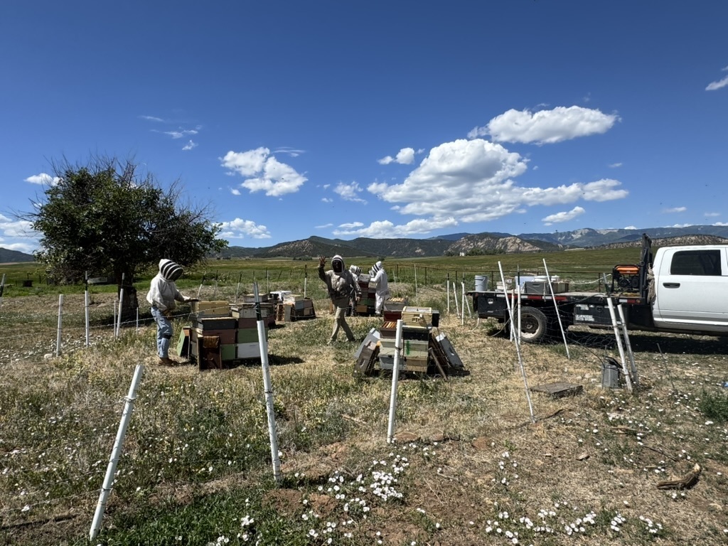 Beekeeping in the field